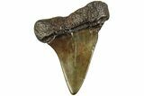 Fossil Broad-Toothed Mako Tooth - South Carolina #214660-1